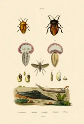 Stink Bugs